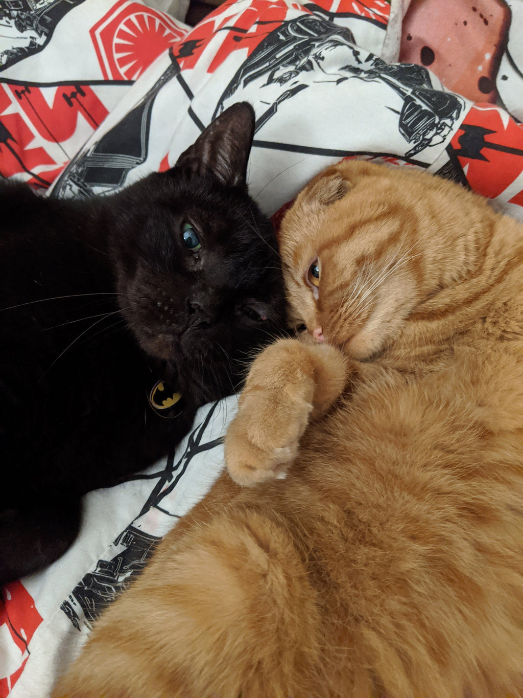 Hux and Witchkin - Double Sided Ginger Scottish Fold and Black Cat Charm