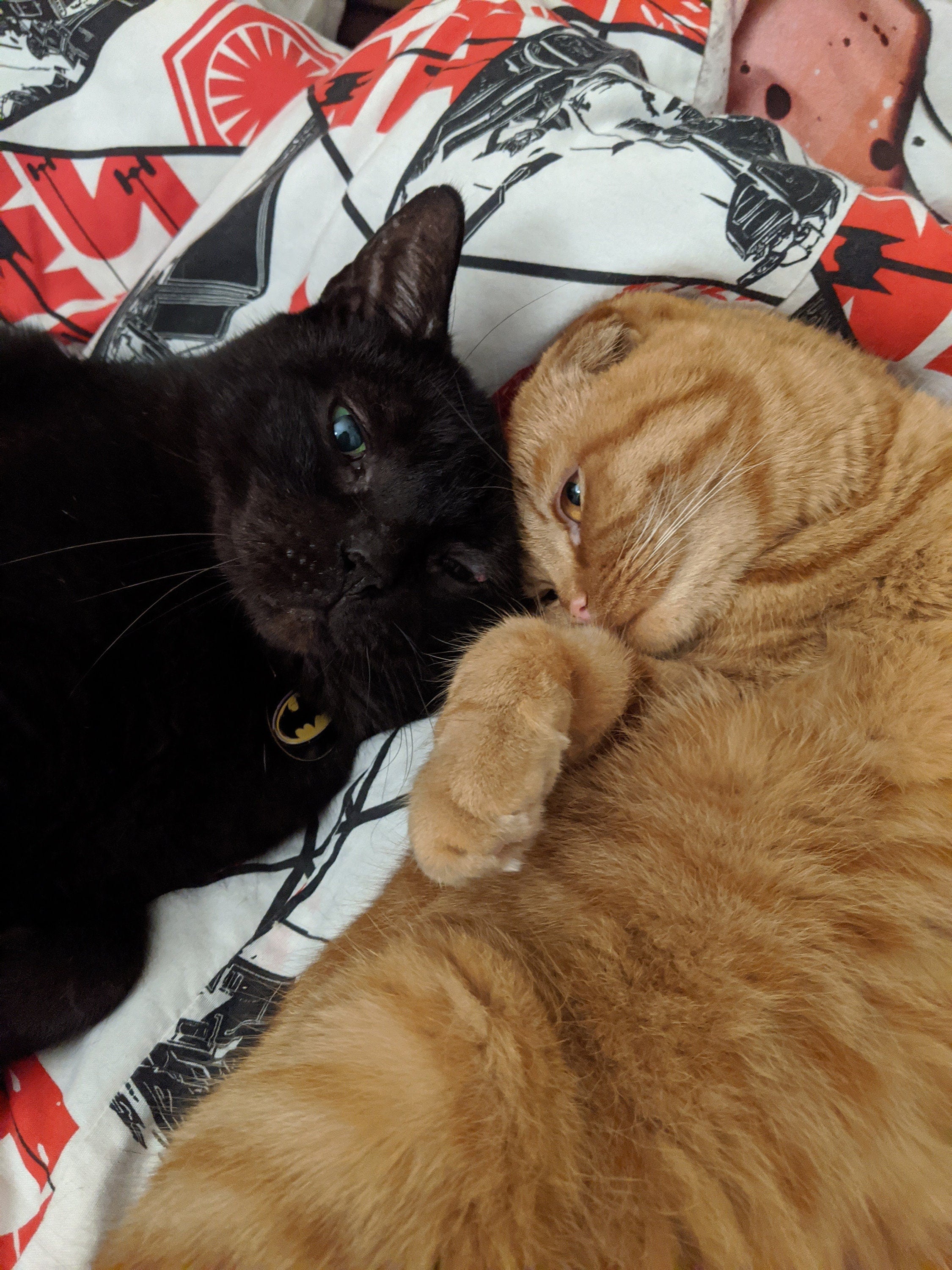 Hux and Witchkin - Double Sided Ginger Scottish Fold and Black Cat Charm