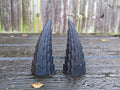 Short Curve Fawn style Demon / Tiefling Horns with mounting plates