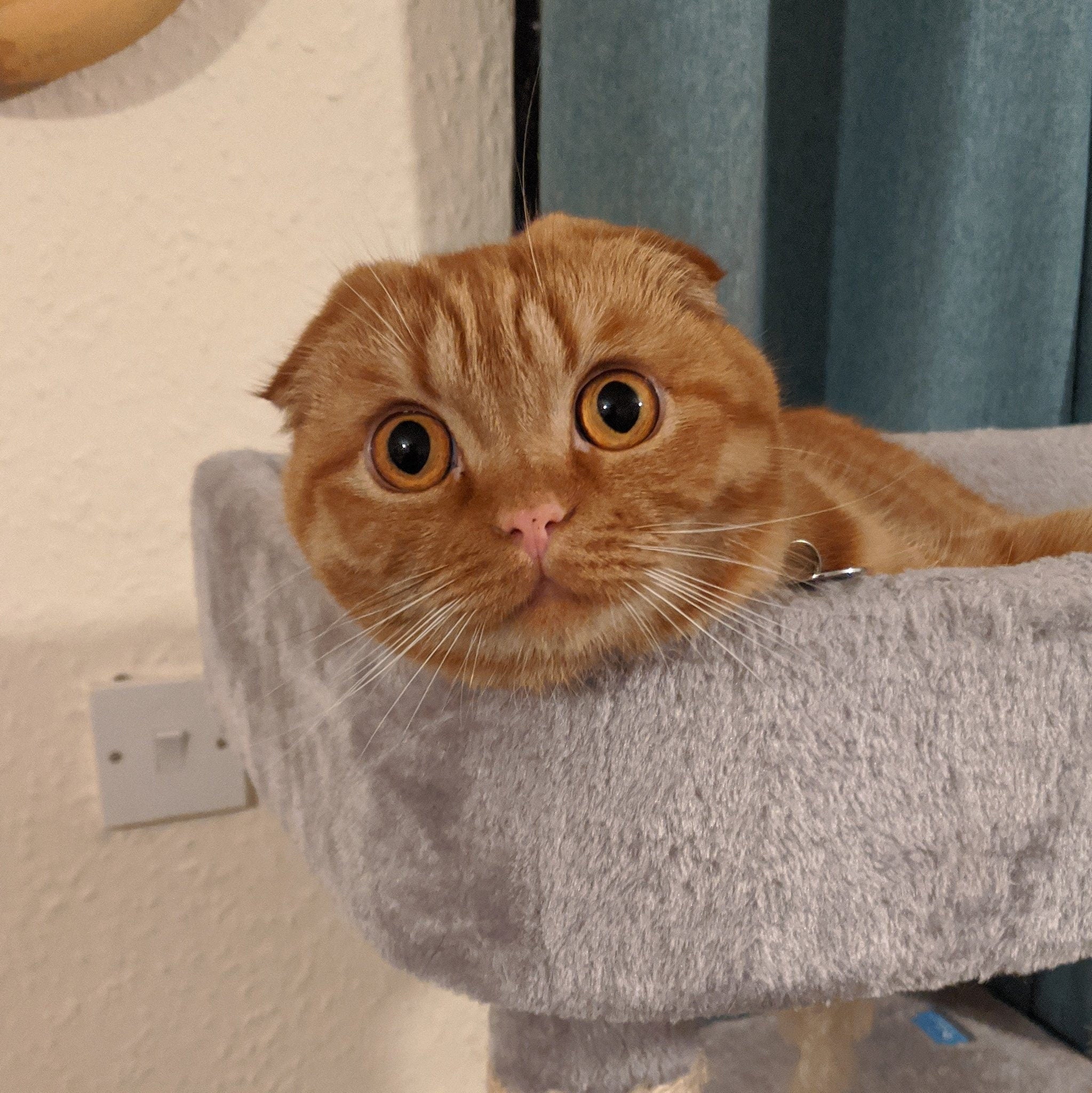 Hux dangle - Ginger Scottish Fold Cat Keychain